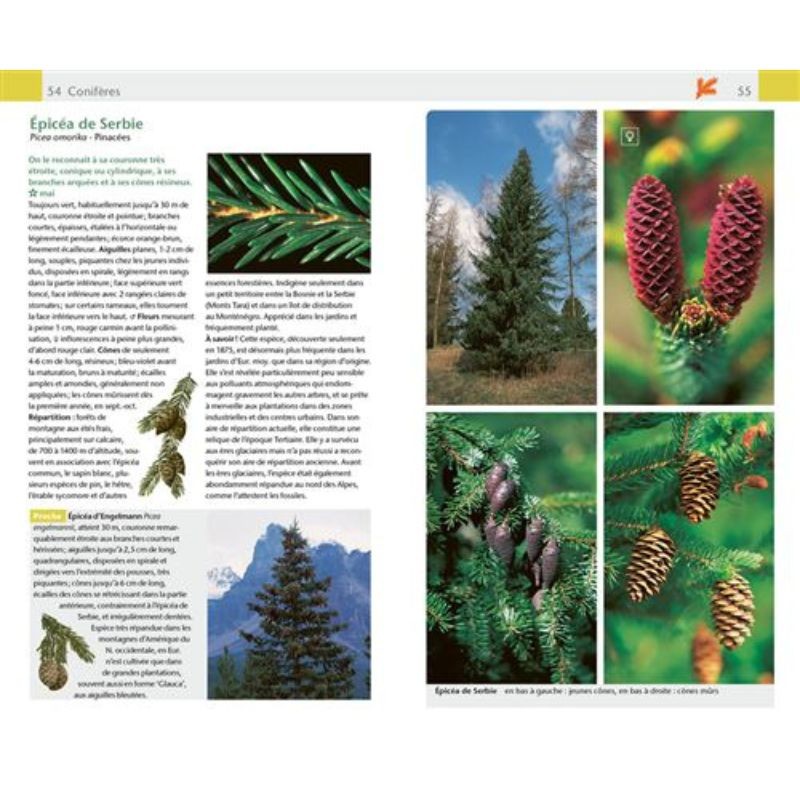 Arbres & arbustes - Guide Nature