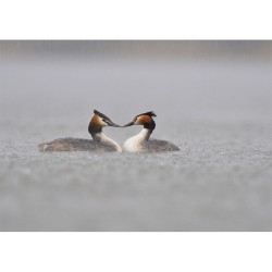 Grèbes huppés - Carte de correspondance (photo)