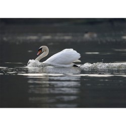 Cygne tuberculé - Carte de correspondance (photo)