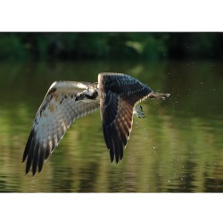 Balbuzard pêcheur - Carte de correspondance (photo)