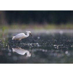 Aigrette garzette - Carte de correspondance (photo)