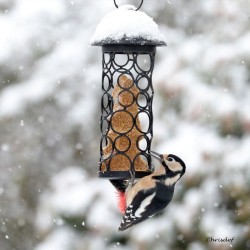 Mangeoire "Pétillante" - Pour cylindres ou boules de graisse