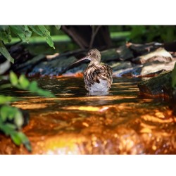 Courlis Corlieu - Carte de correspondance (photo)