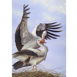 Cigognes blanches - Carte de correspondance d'André Buzin