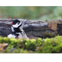 Pic épeiche - Carte de correspondance (photo)