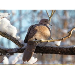 Tourterelle turque - Carte de correspondance (photo)