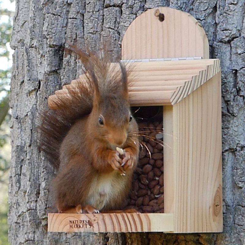 Mangeoire pour nourrir les écureuils au jardin