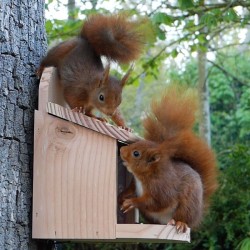 Mangeoire Ecureuils et/ou Oiseaux