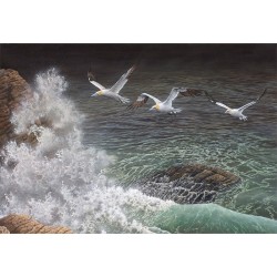 Fous de Bassan - Carte de correspondance d'André Buzin