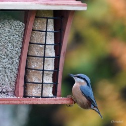 Mangeoire "Le Restaurant" - Graines, graisse et arachides