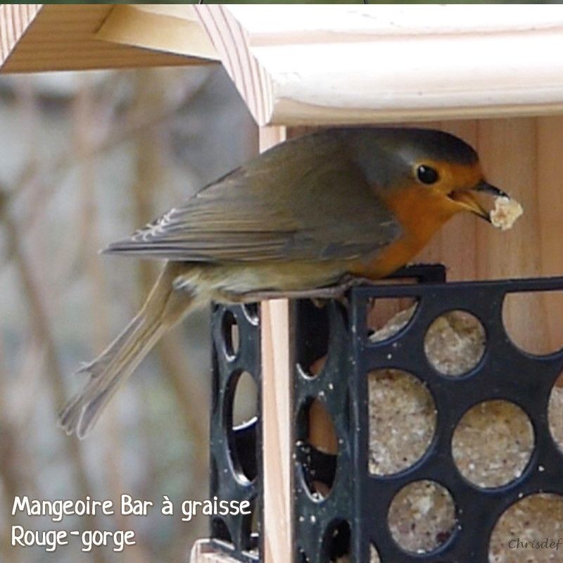 Nid Boite Maison Oiseau Nouveauté Extérieur Robin Petit Moineau