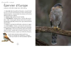 Mini-guide des oiseaux du jardin