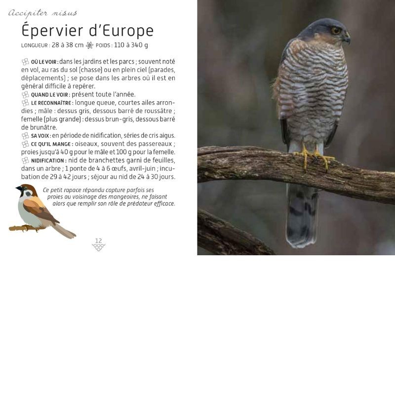 Mini-guide des oiseaux du jardin
