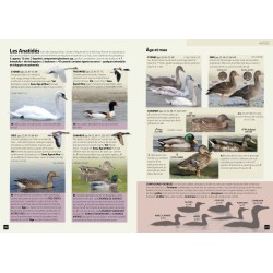 Guide expert des Oiseaux d'Europe - Manuel d'Identification Photographique