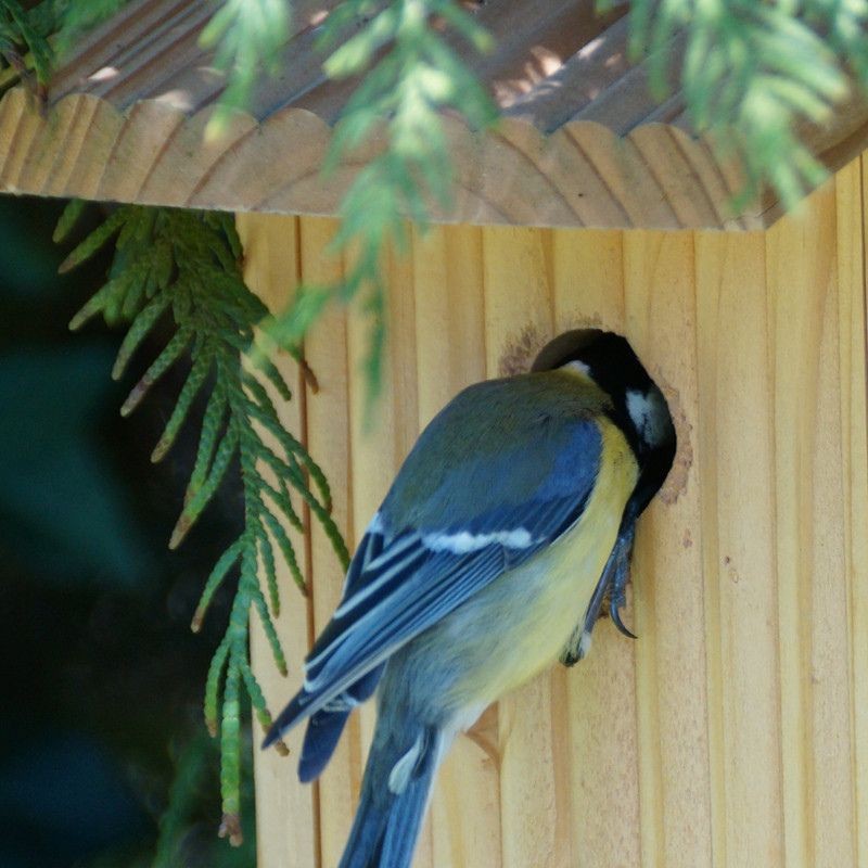 Nichoir en bois Bicoque pour oiseaux (diamètre d'entrée de 34 mm)