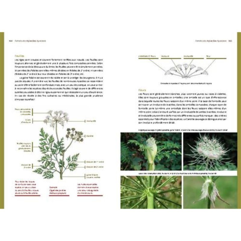 Familles et genres des plantes à fleurs d'Europe tempérée Les bases de la botanique de terrain 