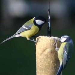Cylindre de graisse végétale "Prêt à l'emploi" aux cacahuètes Cylindre de graisse végétale "Prêt à l'emploi" aux cacahuètes