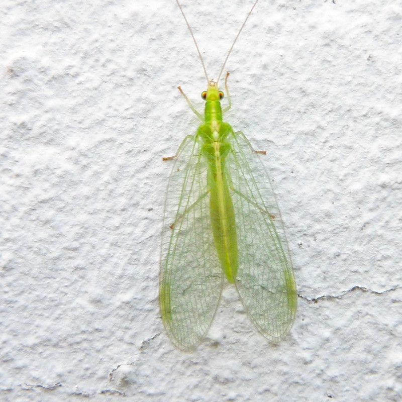Gîte "Chrysope" en Epicéa et Pin Douglas