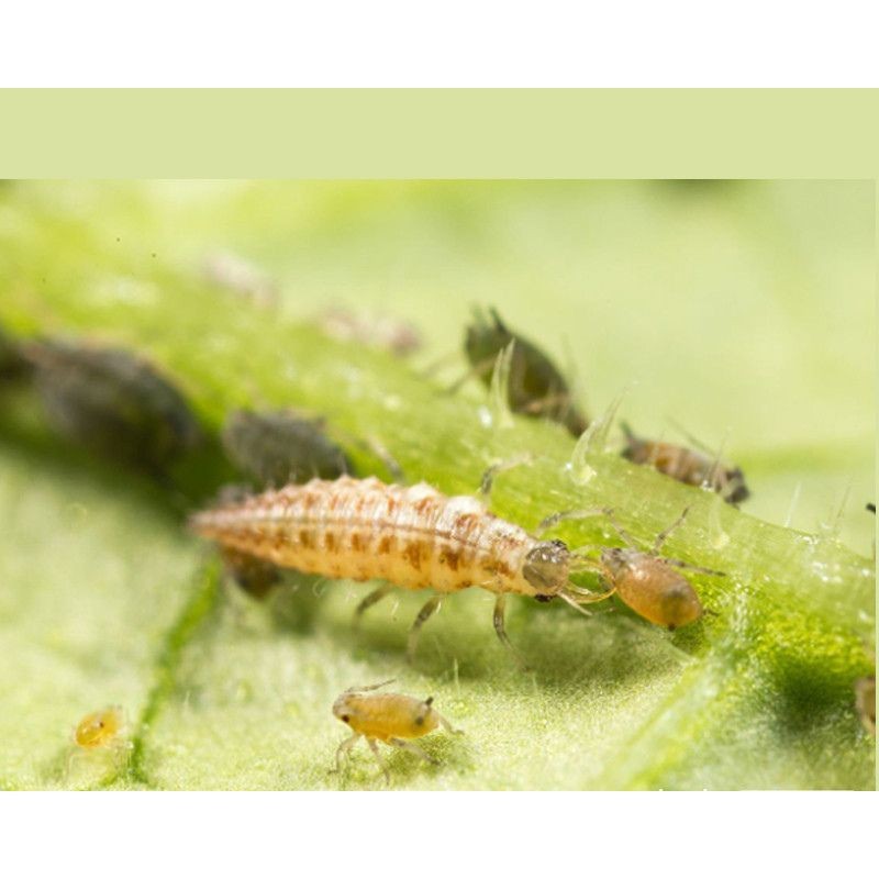 Gîte "Chrysope" en Epicéa et Pin Douglas
