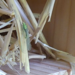 Gîte "Chrysope" en Epicéa et Pin Douglas