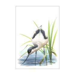 Avocette (boit) - Carte d'André Buzin
