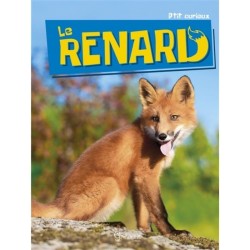 Le Renard - P'tit curieux