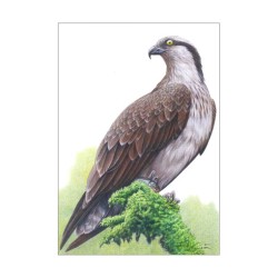 Balbuzard pêcheur - Carte d'André Buzin