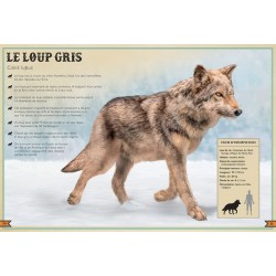 Le Livre extraordinaire des animaux en danger Le Livre extraordinaire des animaux en danger