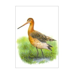 Barge à queue noire - Carte d'André Buzin