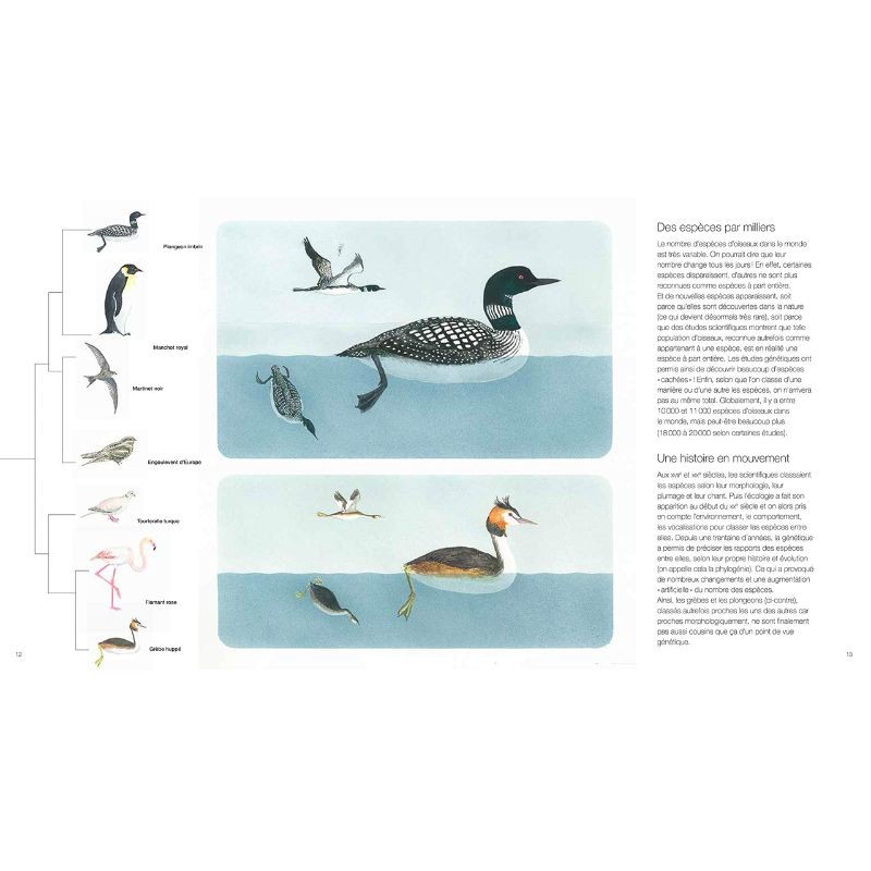 Oiseaux - Des alliés à protéger