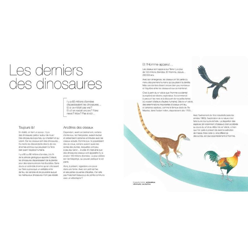 Oiseaux - Des alliés à protéger