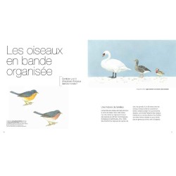 Oiseaux - Des alliés à protéger