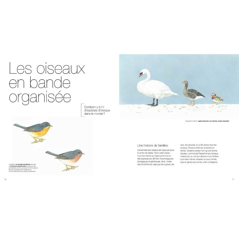 Oiseaux - Des alliés à protéger
