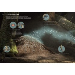 Fourmis - Vie et intelligence collective d'une colonie