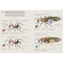 Fourmis - Vie et intelligence collective d'une colonie