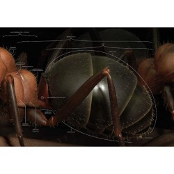 Fourmis - Vie et intelligence collective d'une colonie