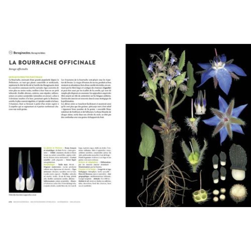 Encyclopédie des plantes libres - Toutes les familles de plantes à fleurs sauvages d'Europe