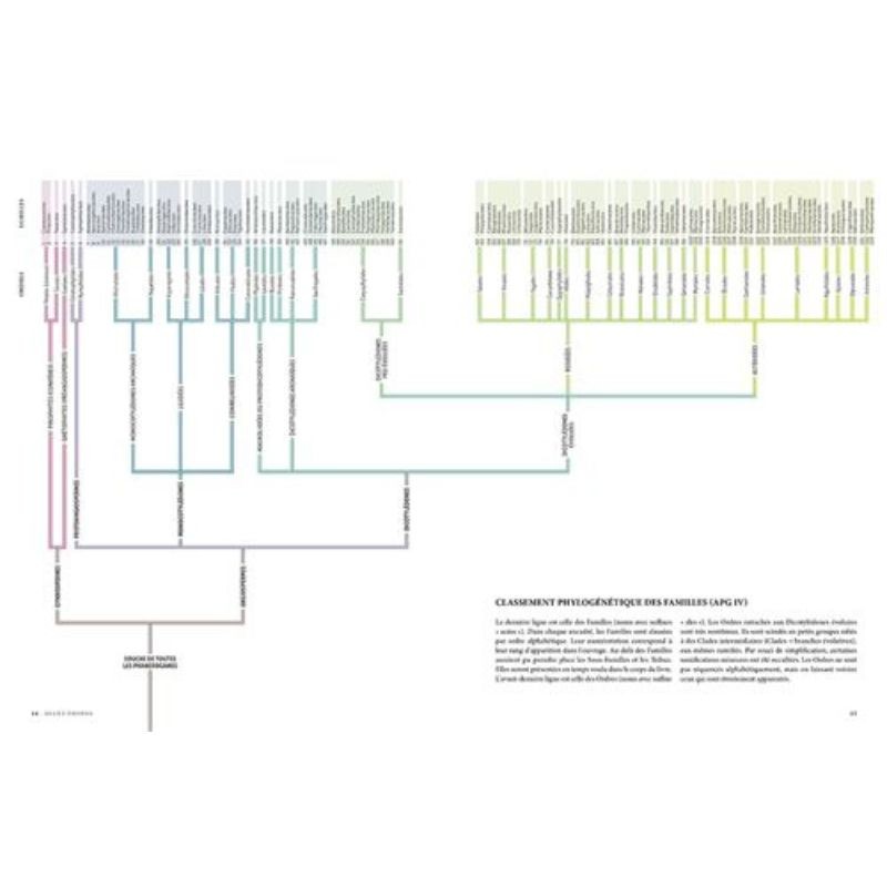 Encyclopédie des plantes libres - Toutes les familles de plantes à fleurs sauvages d'Europe