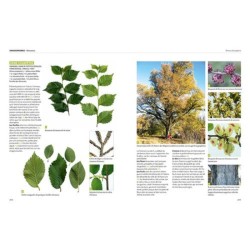 Dictionnaire visuel des arbres et arbustes communs