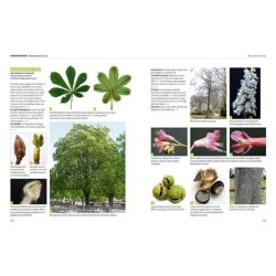 Dictionnaire visuel des arbres et arbustes communs