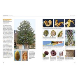 Dictionnaire visuel des arbres et arbustes communs