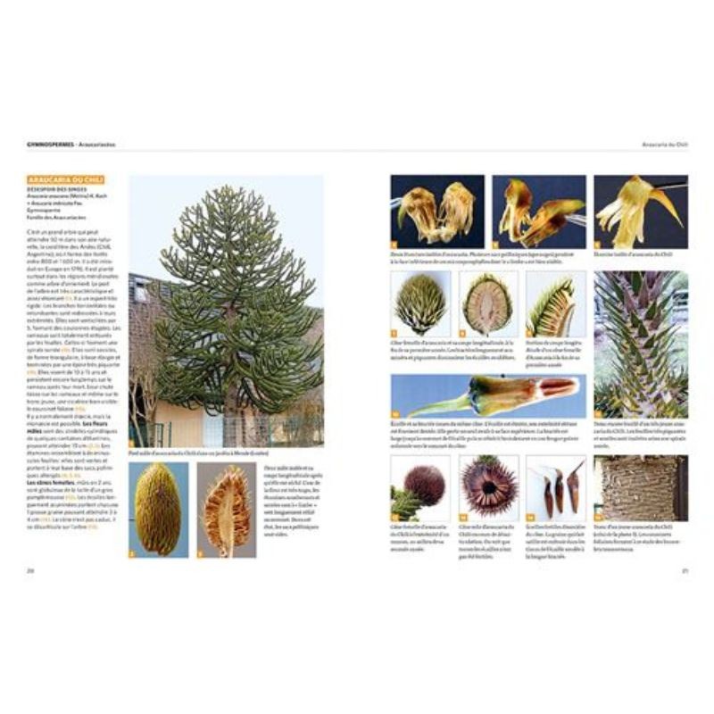 Dictionnaire visuel des Arbres et Arbustes communs
