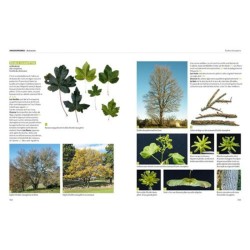 Dictionnaire visuel des arbres et arbustes communs