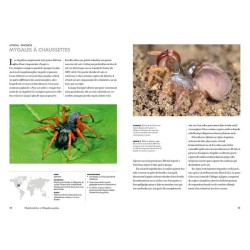 Les araignées du monde