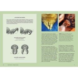 Les araignées du monde