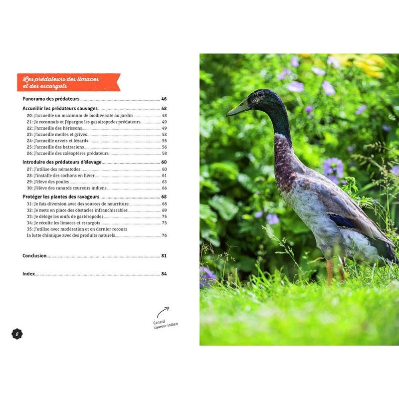 Gestion écologique des limaces et des escargots au jardin