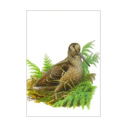 Bécasse des bois - Carte d'André Buzin