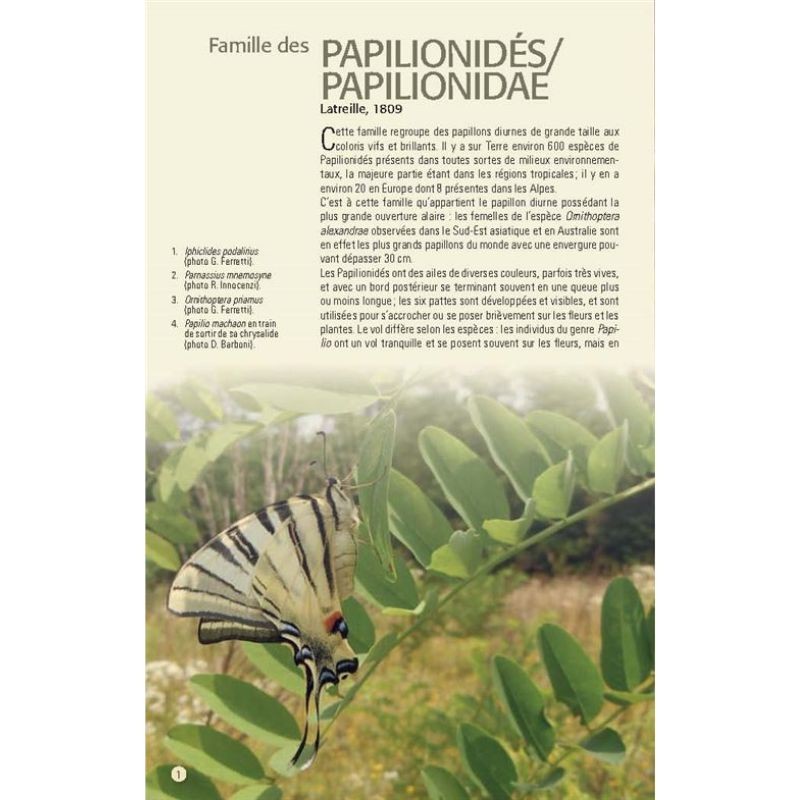 Papillons des Alpes - 238 espèces de l'arc alpin