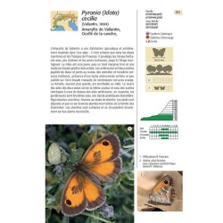 Papillons des Alpes - 238 espèces de l'arc alpin Papillons des Alpes - 238 espèces de l'arc alpin