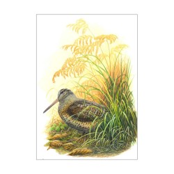 Bécasse des bois - La Mordorée - Carte d'André Buzin